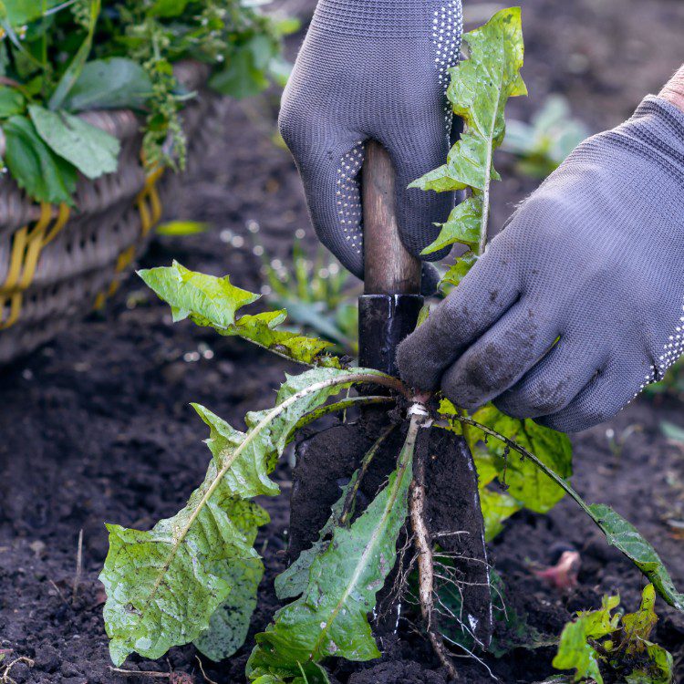 Lawn Care in Pensacola, FL