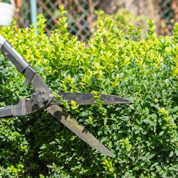 Lawn Care in Pensacola, FL