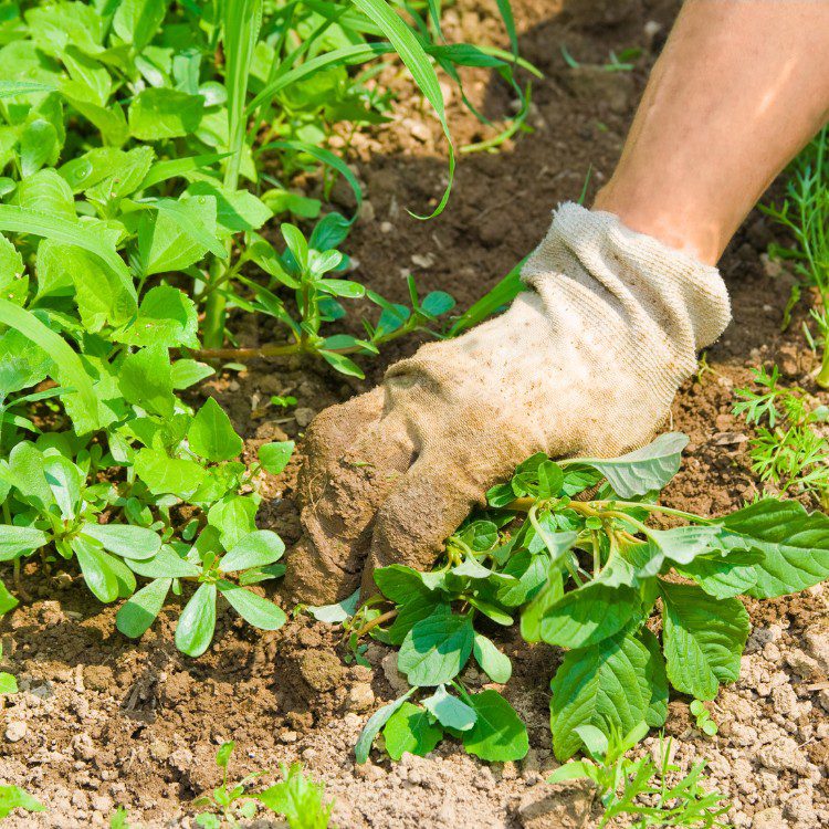 Lawn Care in Pensacola, FL