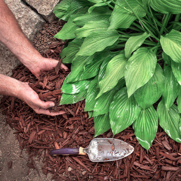 Lawn Care in Pensacola, FL