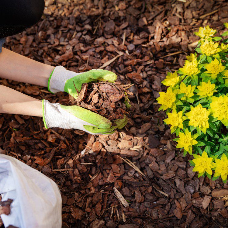 Lawn Care in Pensacola, FL